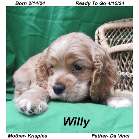 puppy, for, sale, Cocker Spaniel, Joe & Cherri  Overlease, dog, breeder, Miller, MO, dog-breeder, puppy-for-sale, forsale, nearby, find, puppyfind, locator, puppylocator, aca